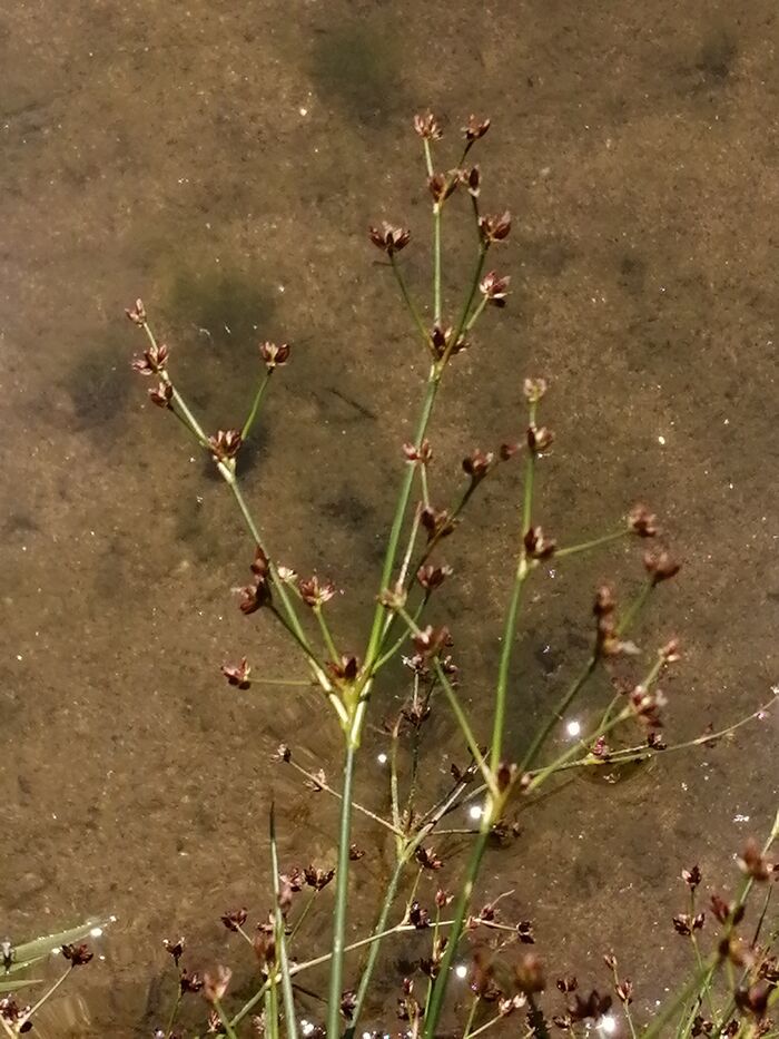 Flore de la Corse