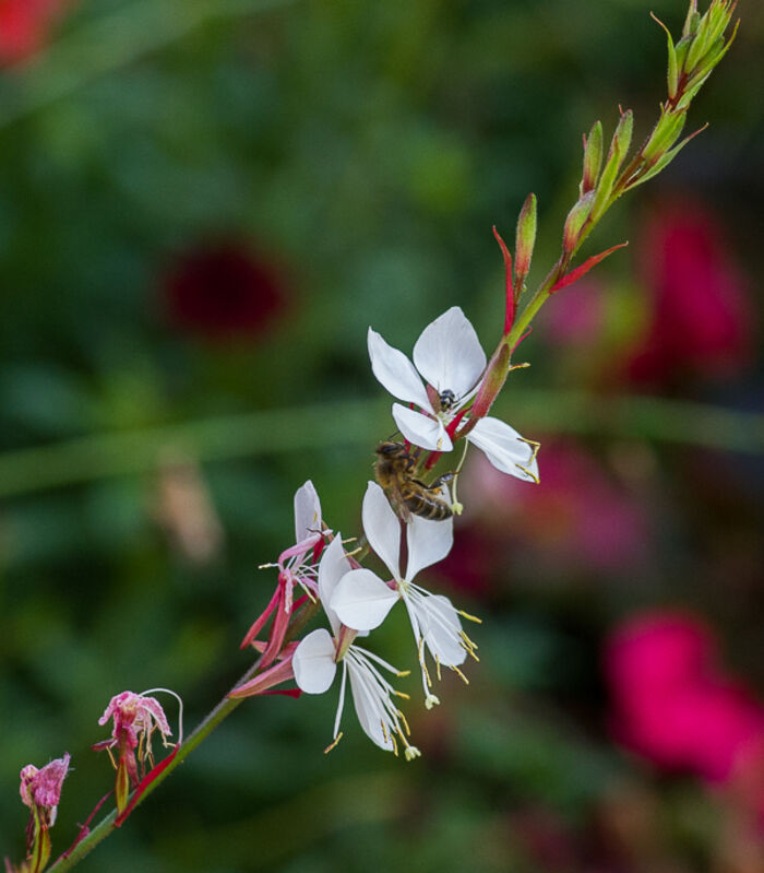 Flore de la Corse