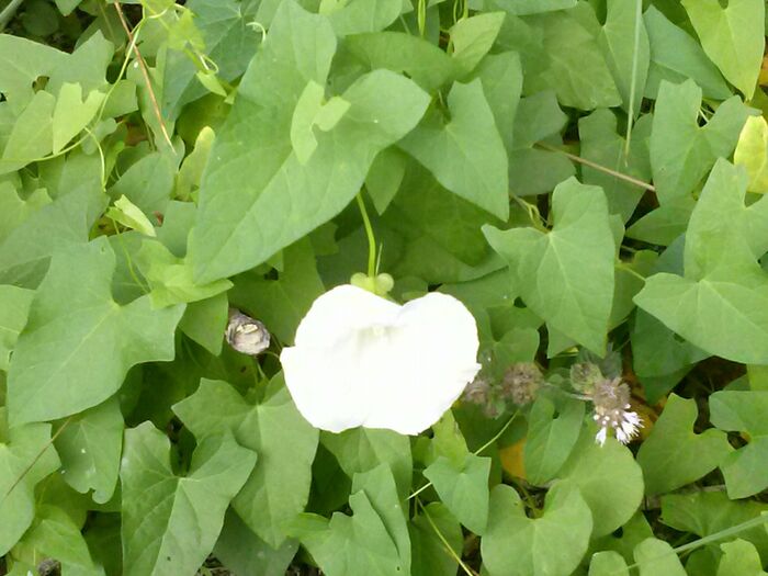 Flore de la Corse