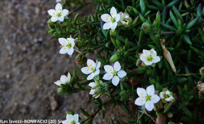 Flore de la Corse