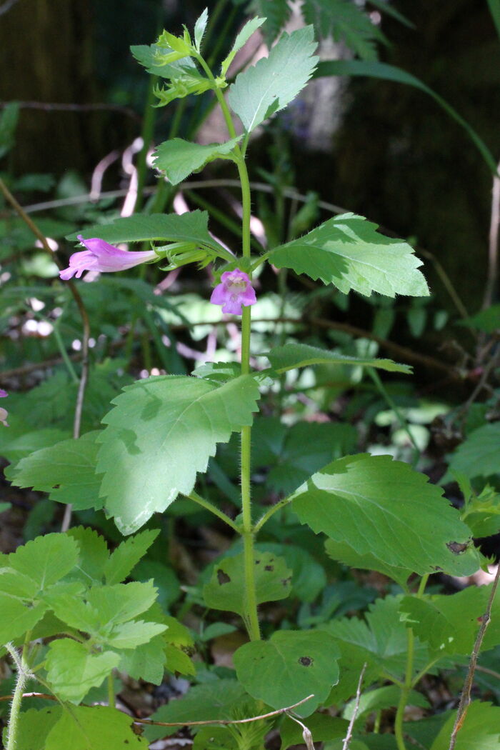 Flore de la Corse