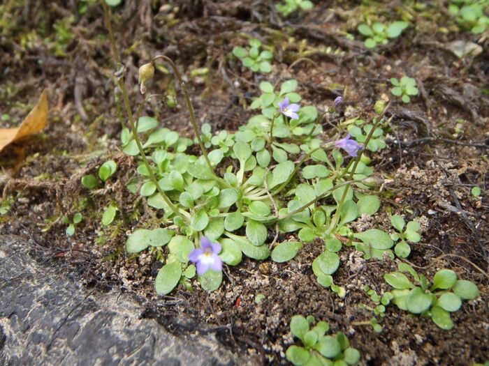 Flore de la Corse