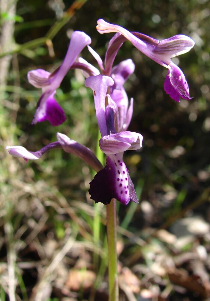 Flore de la Corse