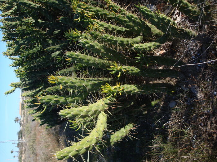 Flore de la Corse