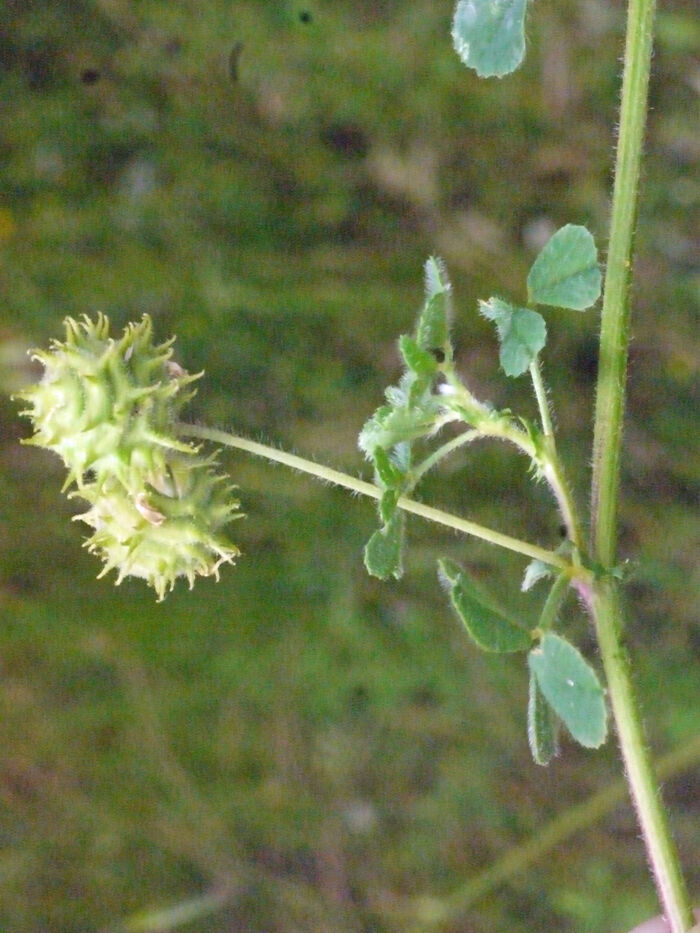 Flore de la Corse