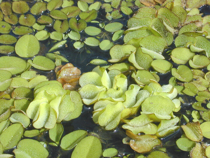 Flore de la Corse