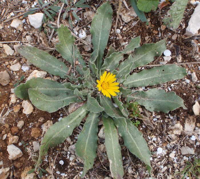 Flore de la Corse