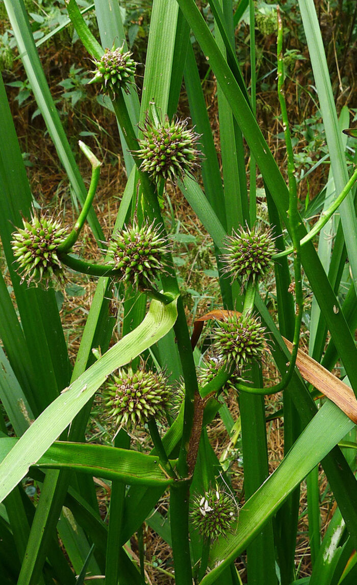 Flore de la Corse