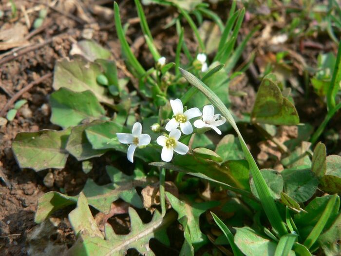 Flore de la Corse