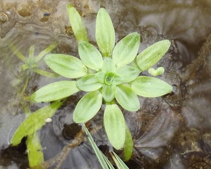 Flore de la Corse