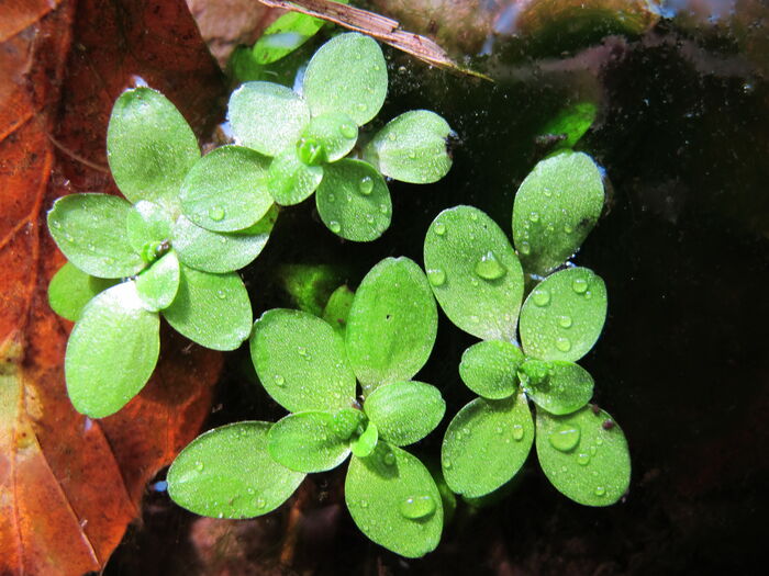 Flore de la Corse