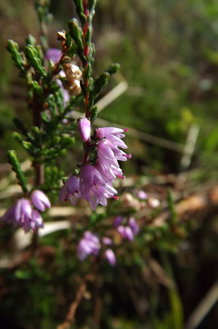 Flore de la Corse