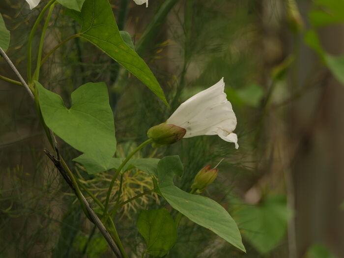 Flore de la Corse