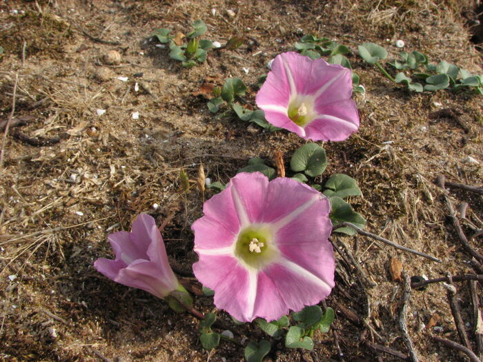 Flore de la Corse