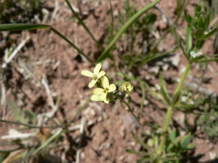 Flore de la Corse