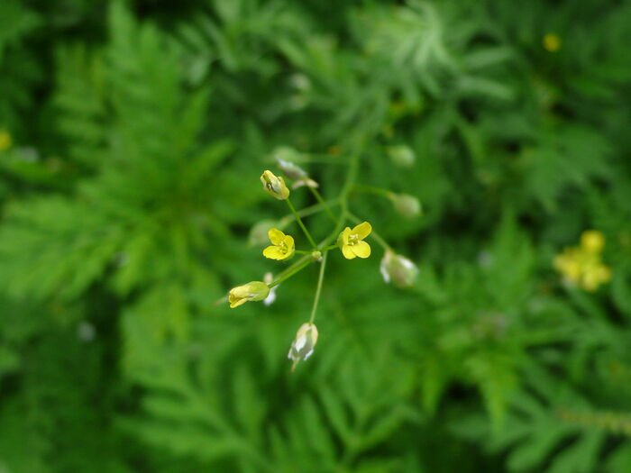 Flore de la Corse