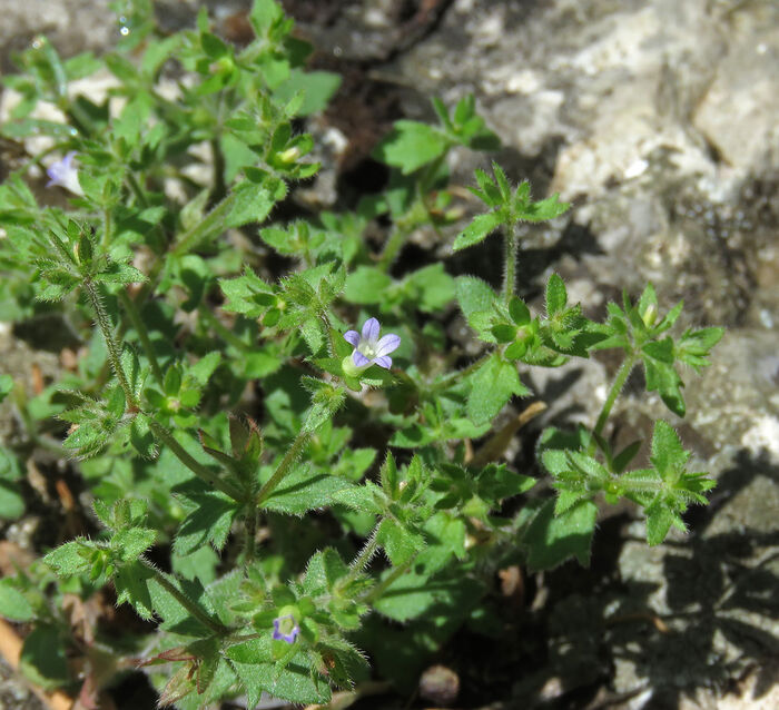 Flore de la Corse