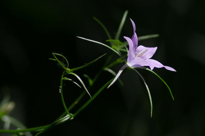 Flore de la Corse