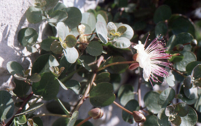 Flore de la Corse