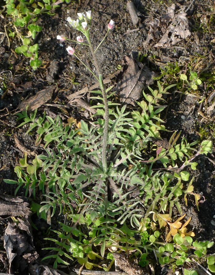 Flore de la Corse