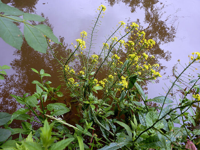 Flore de la Corse