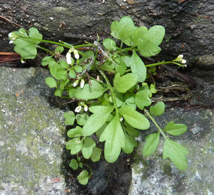 Flore de la Corse