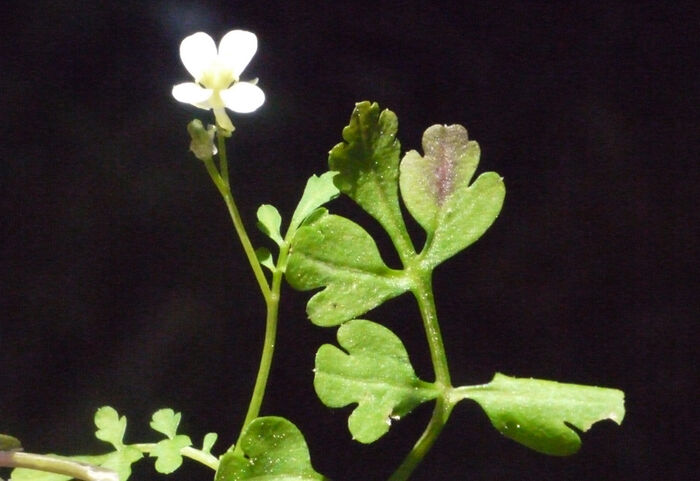 Flore de la Corse