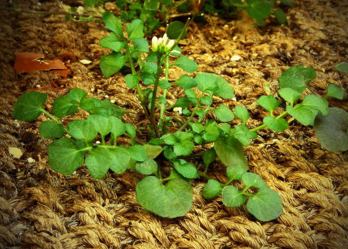 Flore de la Corse