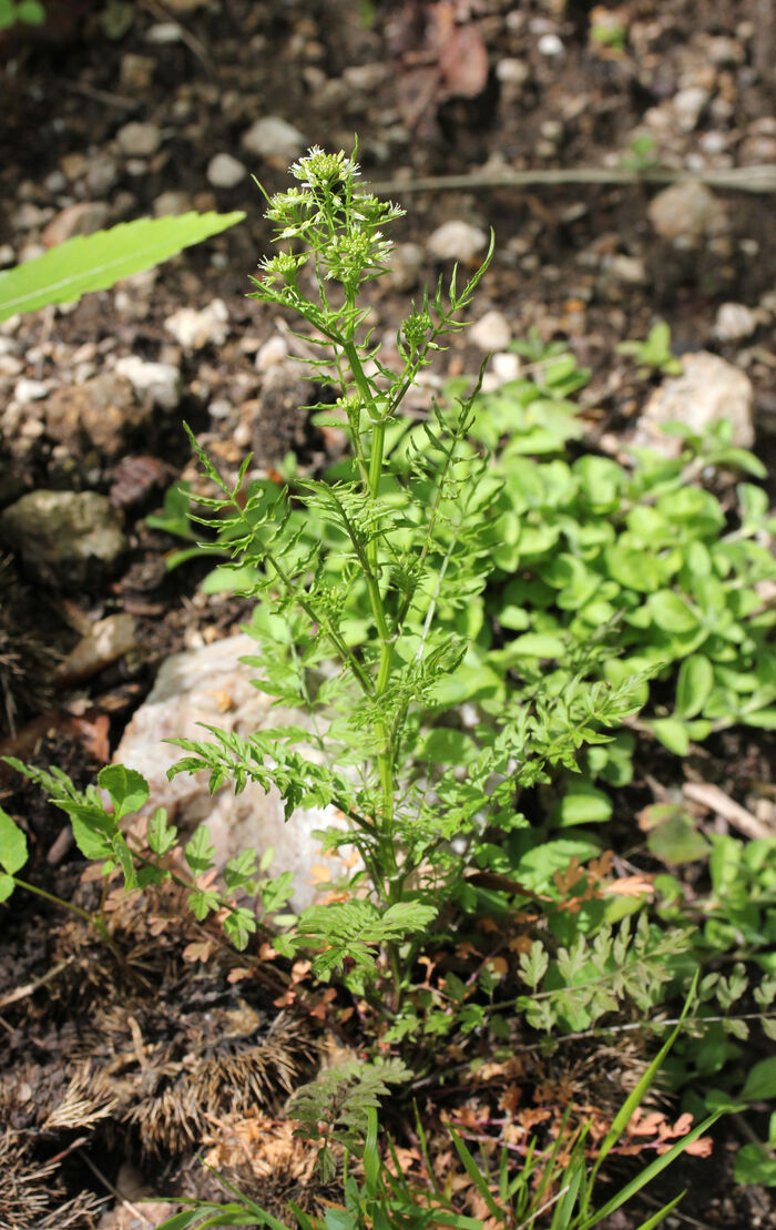 Flore de la Corse