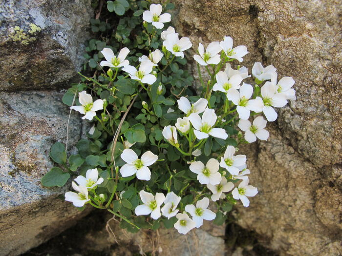 Flore de la Corse