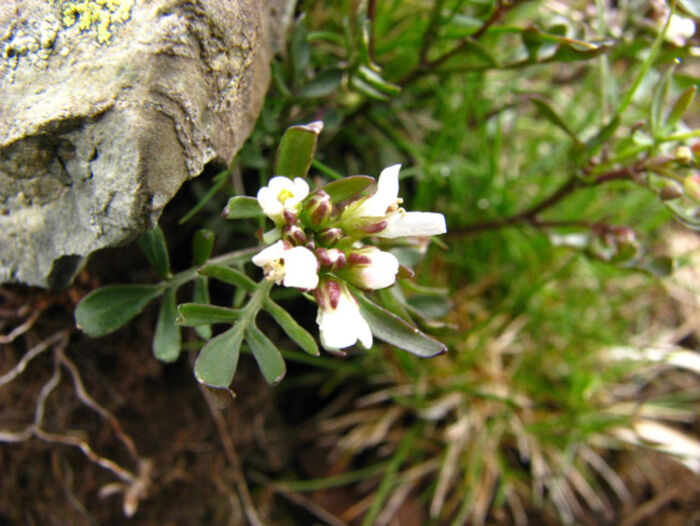 Flore de la Corse