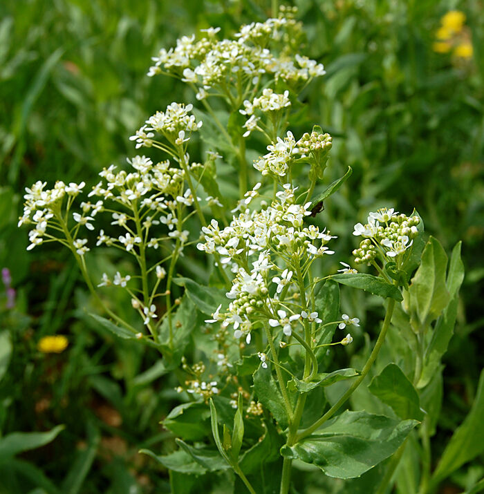 Flore de la Corse