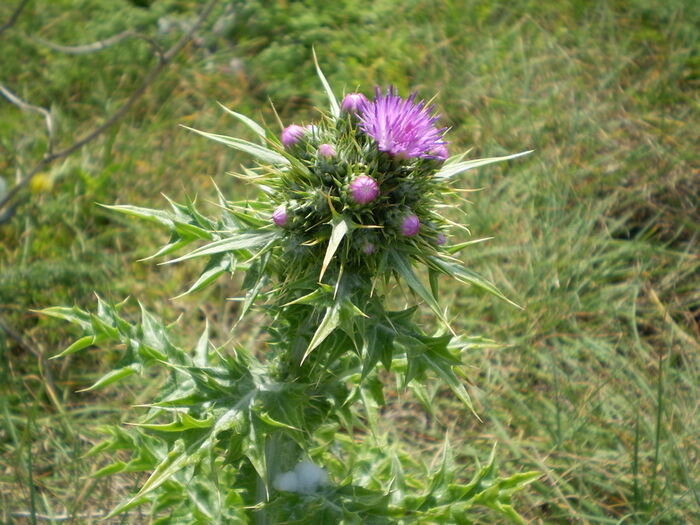 Flore de la Corse