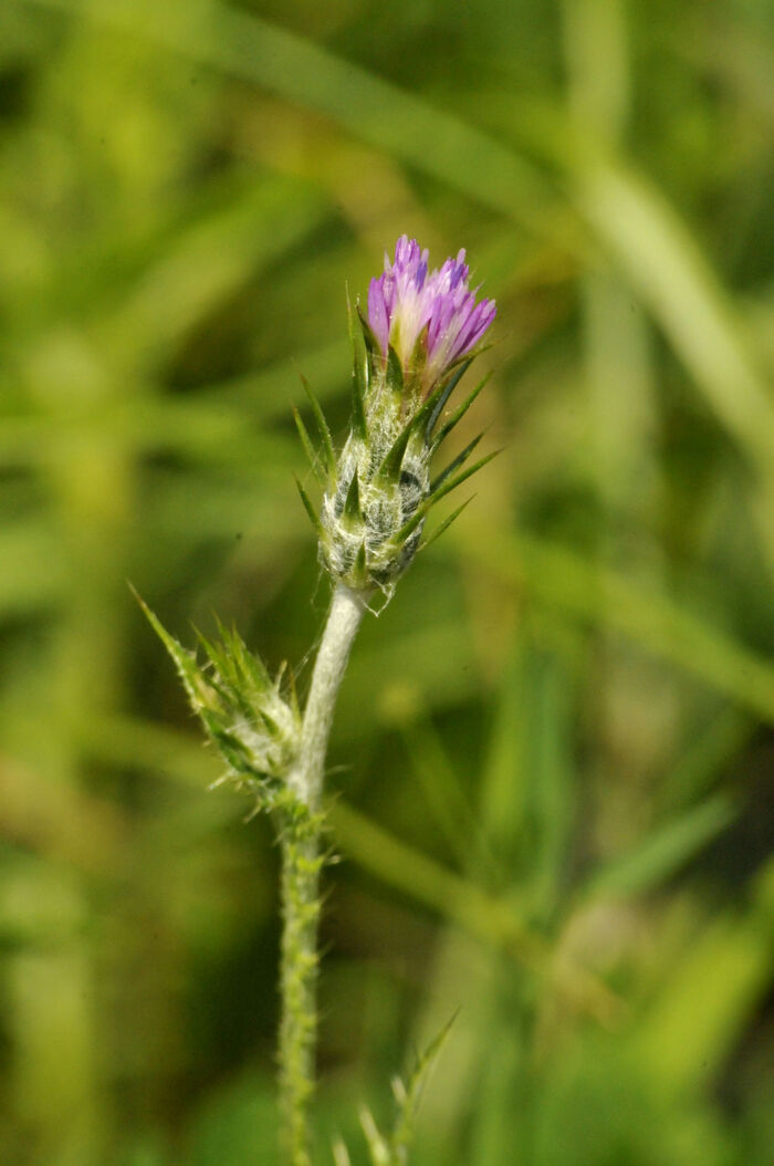 Flore de la Corse