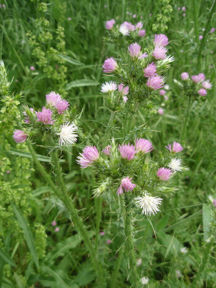 Flore de la Corse