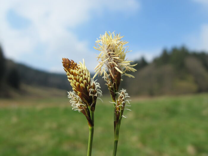 Flore de la Corse