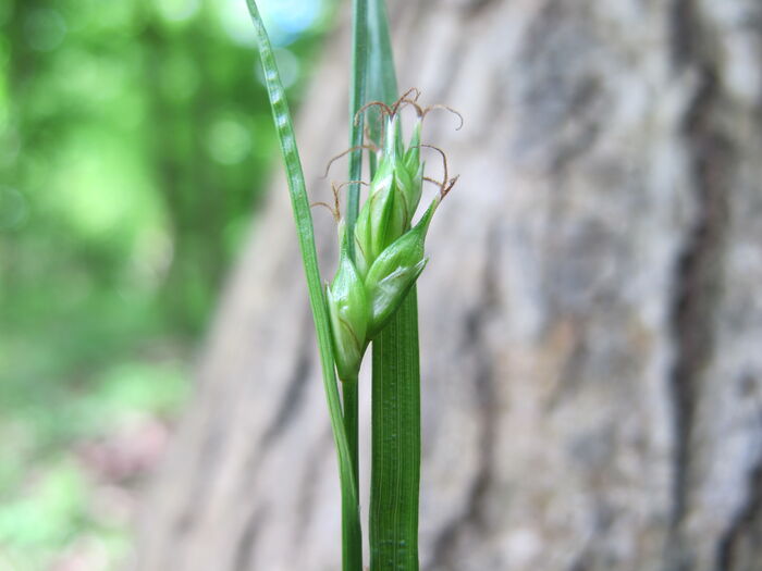 Flore de la Corse