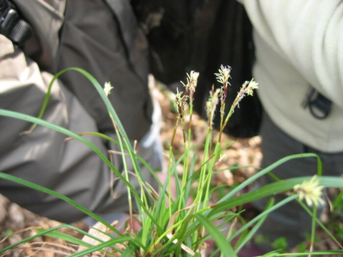 Flore de la Corse