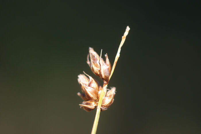 Flore de la Corse