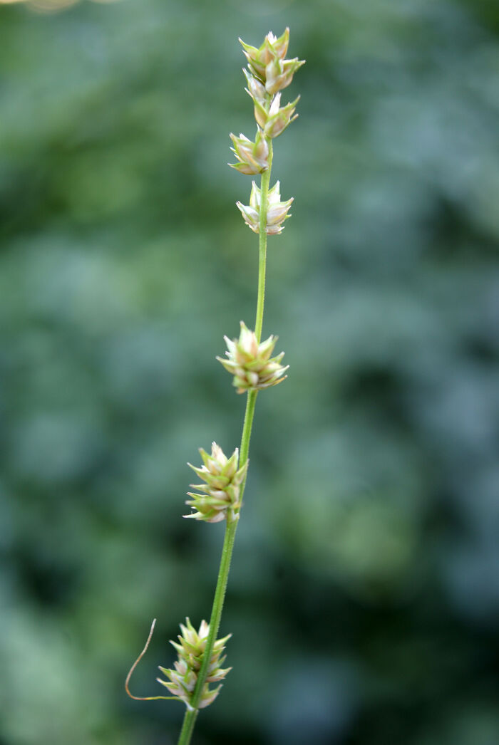 Flore de la Corse