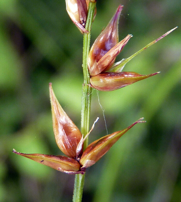 Flore de la Corse