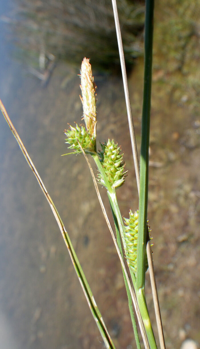 Flore de la Corse