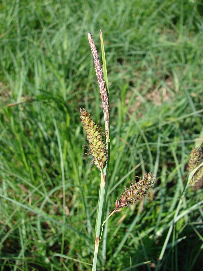 Flore de la Corse