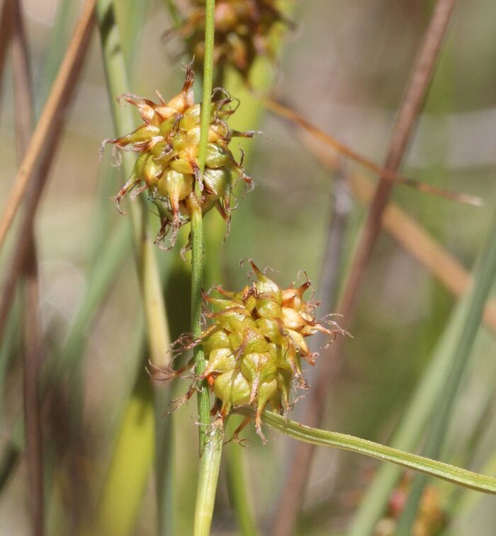 Flore de la Corse