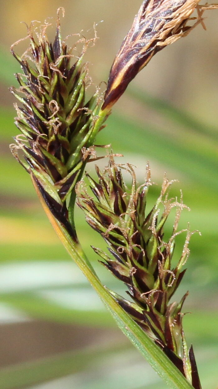 Flore de la Corse