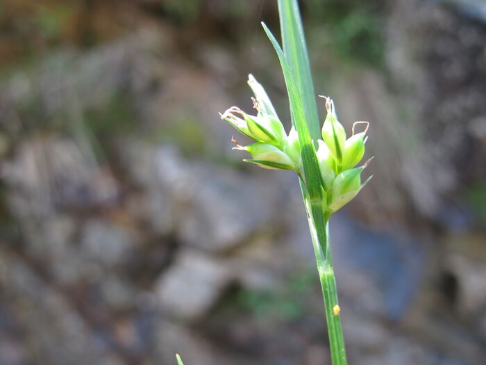 Flore de la Corse