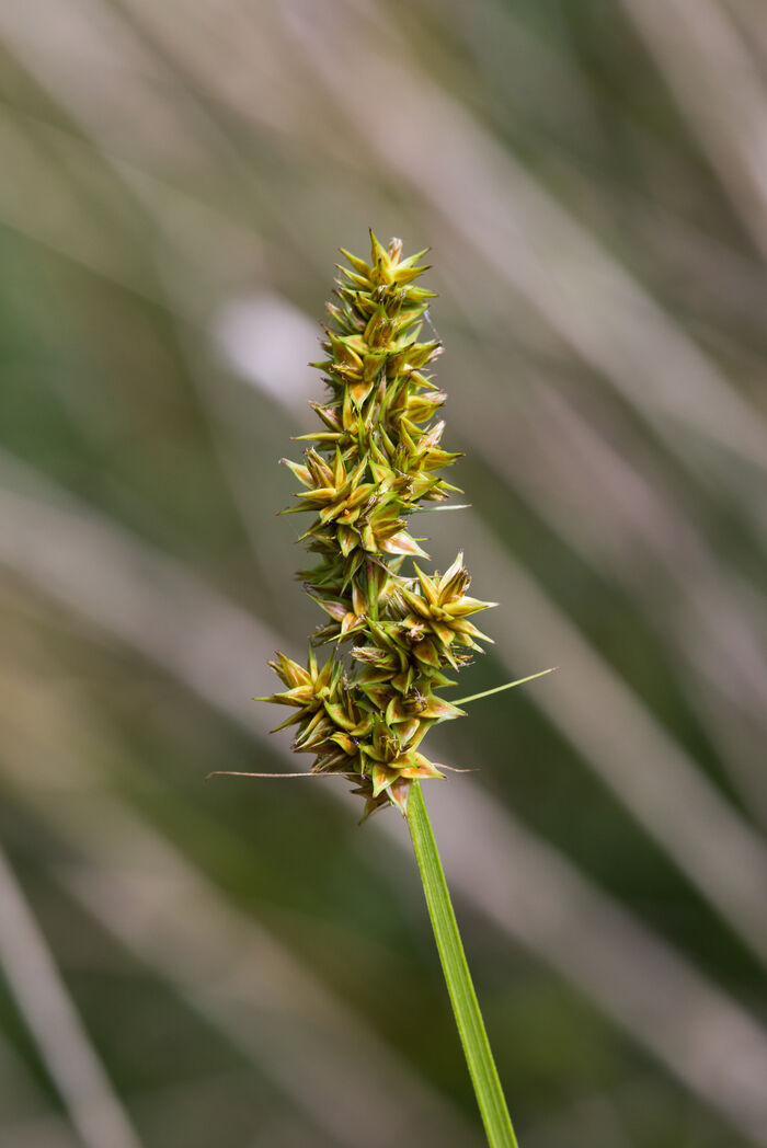 Flore de la Corse