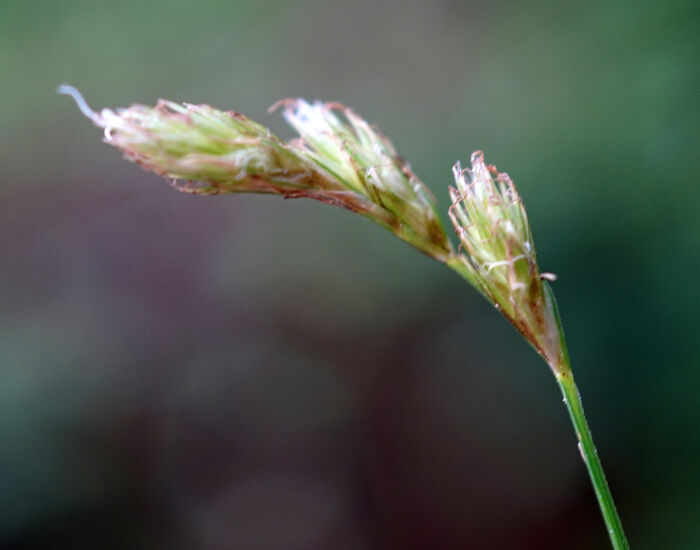 Flore de la Corse