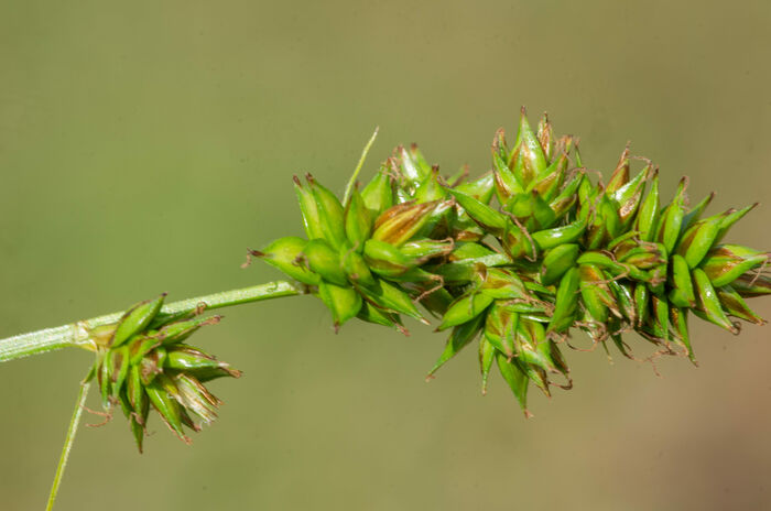 Flore de la Corse