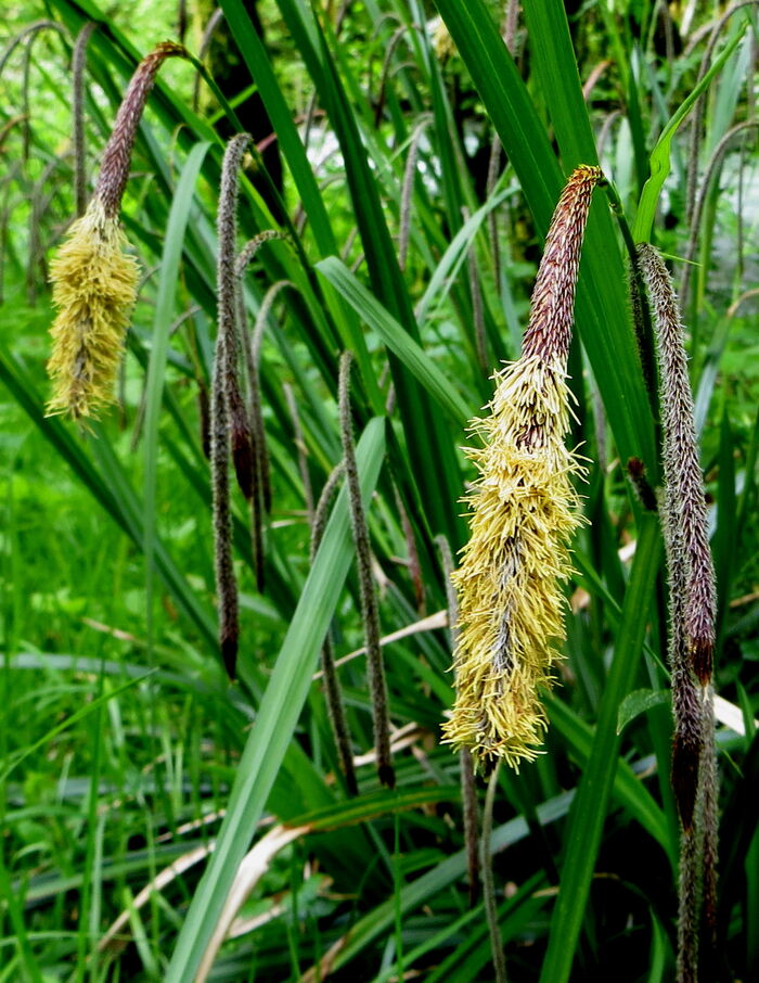 Flore de la Corse